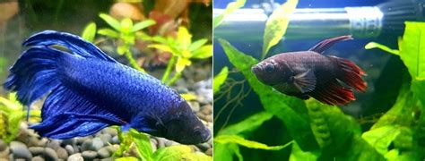 betta cross breeding results|Cross breed Betta fish for different tail types, fins or .
